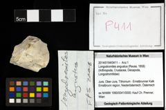 Foto (Objekt + Etiketten) von Longodromites angustus (Reuss, 1858) 